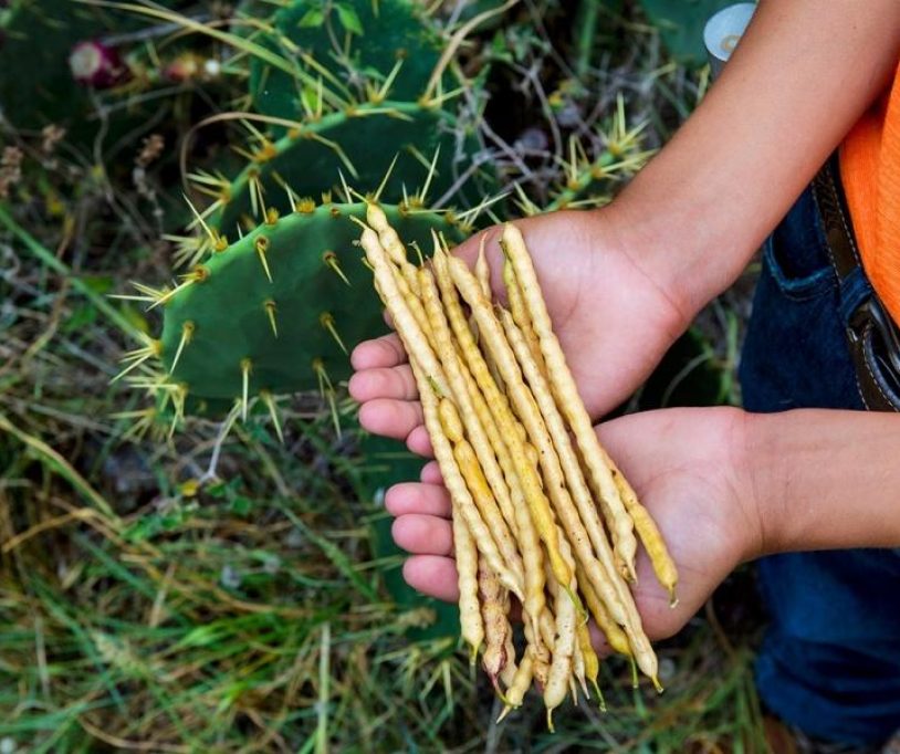 md_slideshow_obs_ss_mesquite_0531_2048x